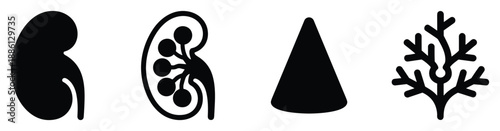 Human kidney anatomy medical diagram with internal structure for urology and nephrology research study