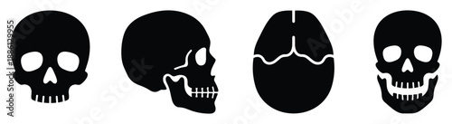 Human skull skeleton with detailed bone structure side front top angle view anatomy cranium