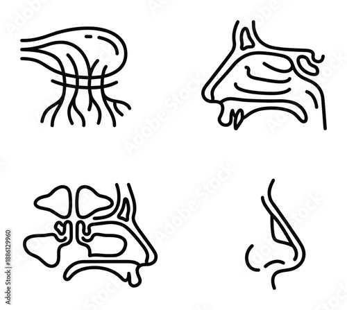 Human nose anatomy structure internal and external nasal cavity diagram vector illustration line drawing