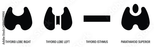 Human thyroid and parathyroid gland lobes isthmus anatomy showing location of organ hormone
