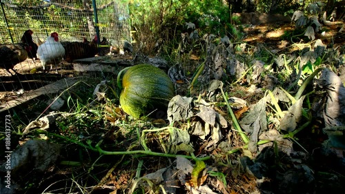 Close up of withered pumpkin plant and its unmatured fruit laying on ground as cage free chickens strolling in outdoor enclosure next to plant