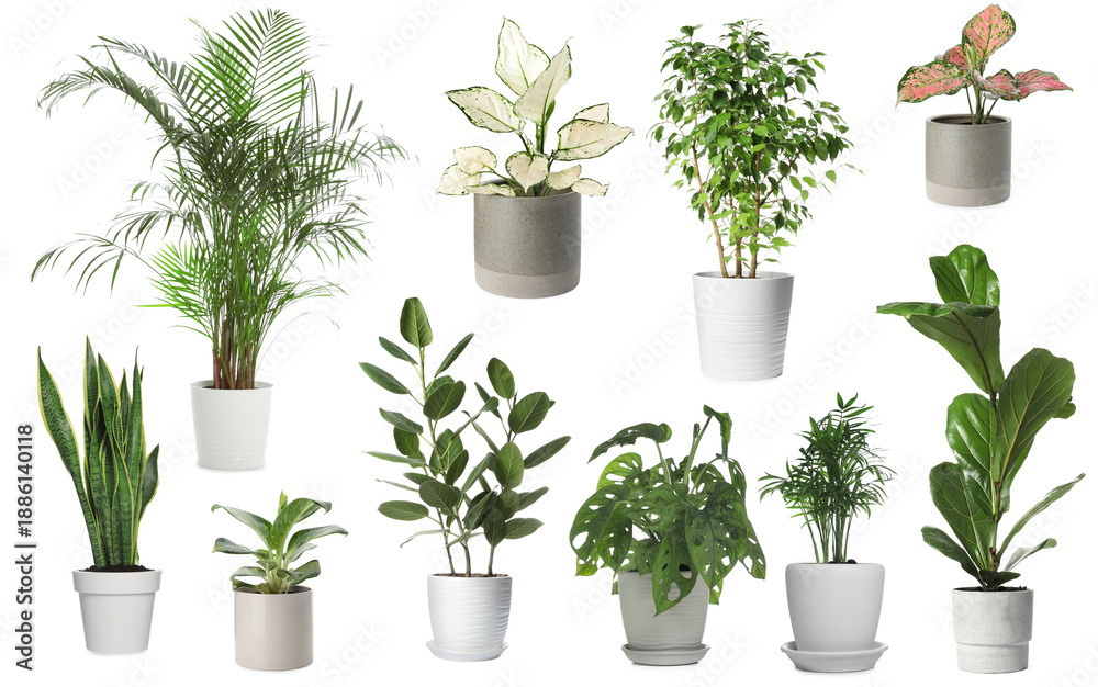 Obraz premium Green house plants in pots isolated on white, set