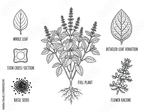 Detailed Botanical Illustration: Basil Plant with Parts & Structure Diagram