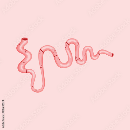 A medical illustration depicting the nephron structure of the human kidney to explain urine formation and renal filtration processes.