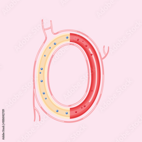 A detailed medical illustration representing internal organ structure to support anatomy education and healthcare visuals.