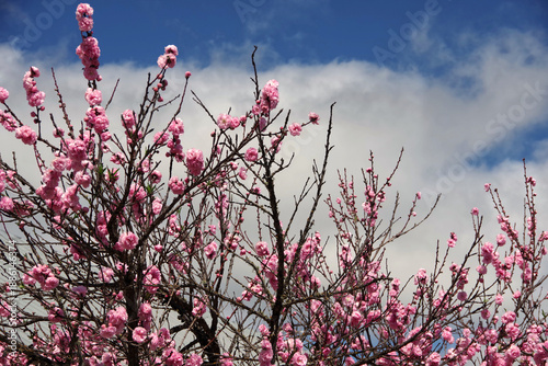 Cuadro en lienzo Japanese Flowering Cherry Prunus Kazan