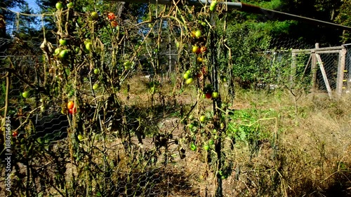 Close up of last few cherry tomatoes hanging from death vine and moving camera away revealing withered tomato and cucumber vines tangled to vegetable garden fence
