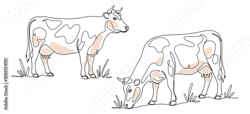 Hand drawn line art cow set featuring a standing cow and a grazing cow for farm life concepts