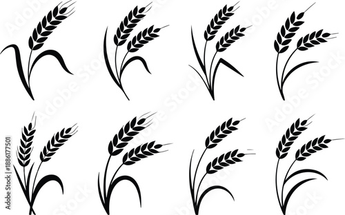 Wheat Grain Vector Set Cereal Ears, Barley, Rye, and Agricultural Harvest