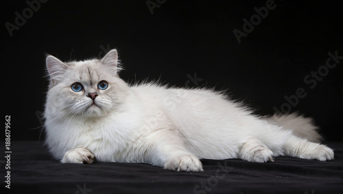 Wallpaper Mural white persian cat Torontodigital.ca