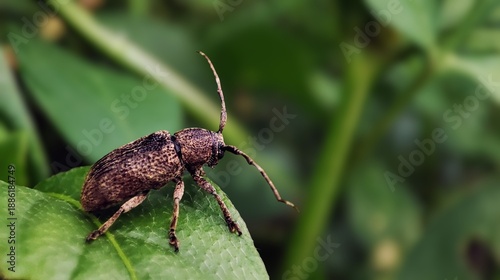 Tableau sur toile Longhorn Beetle on Leaf with Blurred Green Foliage Background.