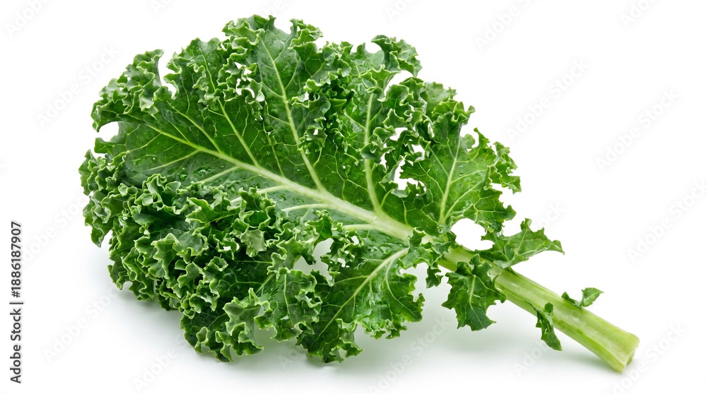 Obraz premium Single Curly Leaf of Vibrant Green Kale on a White Background stock