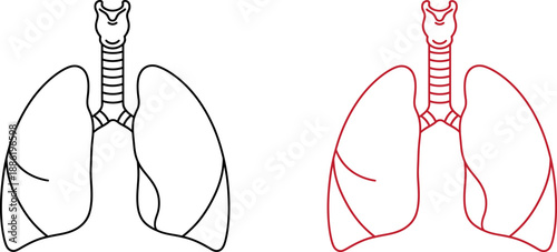 Human Lungs Anatomy Vector , Respiratory System Line Art for Medical Education