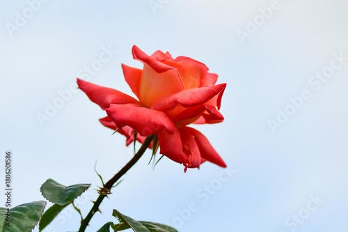red rose on blue background