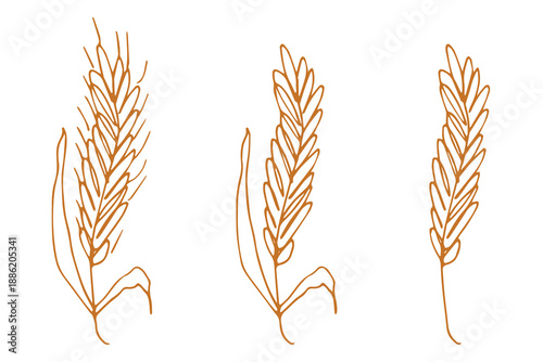 Set of hand drawn cereal wheat oat rye barley rice ears spikelet clipart Organic wheat bread agriculture farming harvest healthy food Single element for design print packaging label decor