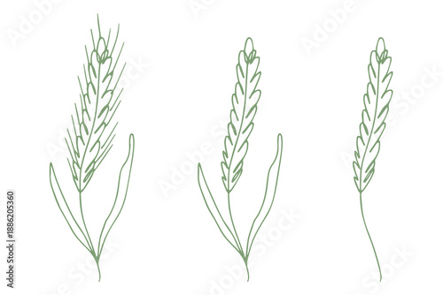 Set of hand drawn cereal wheat oat rye barley rice ears spikelet clipart Organic wheat bread agriculture farming harvest healthy food Single element for design print packaging label decor