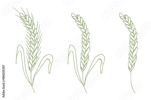 Set of hand drawn cereal wheat oat rye barley rice ears spikelet clipart Organic wheat bread agriculture farming harvest healthy food Single element for design print packaging label decor