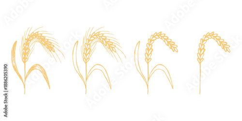 Set of hand drawn cereal wheat oat rye barley rice ears spikelet clipart Organic wheat bread agriculture farming harvest healthy food Single element for design print packaging label decor