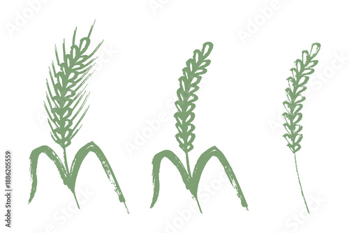 Set of hand drawn cereal wheat oat rye barley rice ears spikelet clipart Organic wheat bread agriculture farming harvest healthy food Single element for design print packaging label decor
