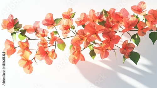 A stunning 3D rendering of a thriving bougainvillea plant set against a minimalist white background, capturing the plant's dynamic growth and abundance of vibrant blossoms. The flowers are