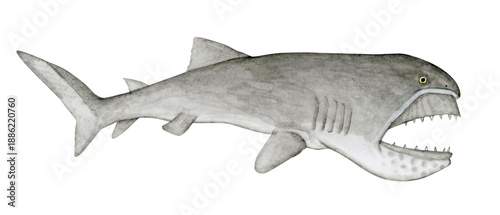 Foto メガマウス　サメ　深海生物　水彩 イラスト