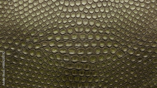 Close up of dark green reptile skin texture with small scales.