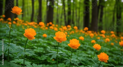 A vibrant field of orange globe-flowers in a lush green forest.
