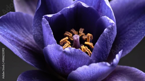Stunning purple tulip bud with delicate petals and soft water droplets