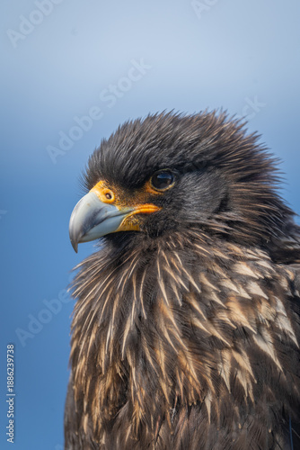 Majestic Eagle Portrait: A close-up view of a regal eagle with piercing eyes, showcasing its powerful beak and intricate feather details against a soft, blurred backdrop of the sky.