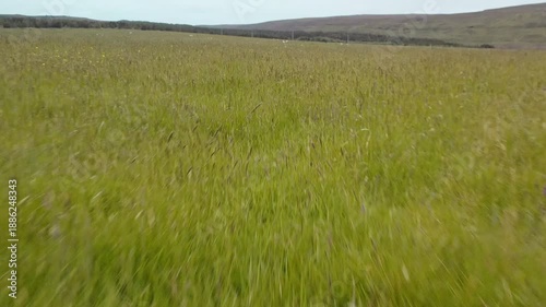 Low flying drone shot of grass growing in a croft on the Isle of Lewis.