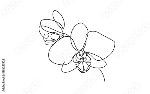 Detailed phalaenopsis orchid flower head in a continuous one line drawing style