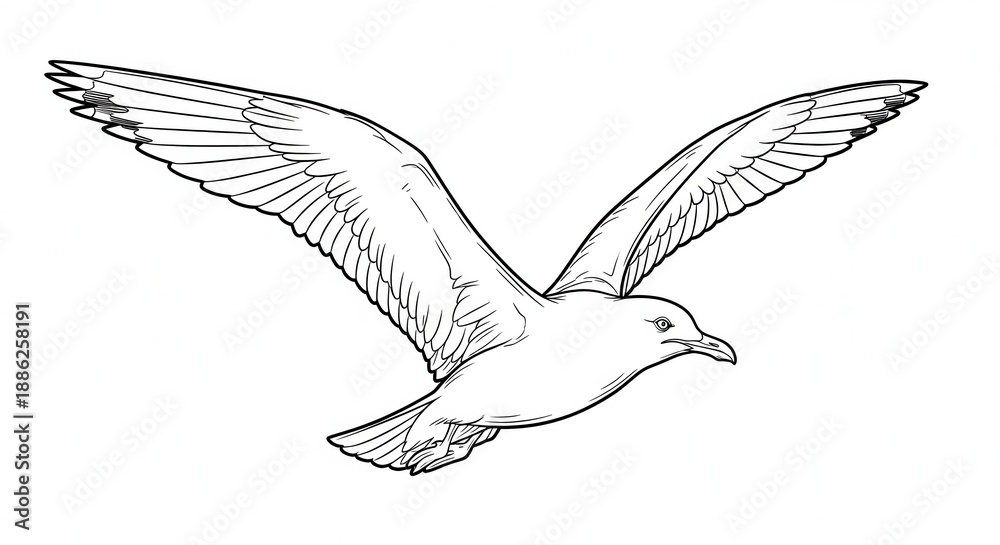 Fototapeta premium Detailed Sketch of a Seagull in Flight with Open Wings.