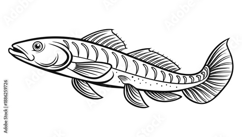 Illustrated freshwater fish