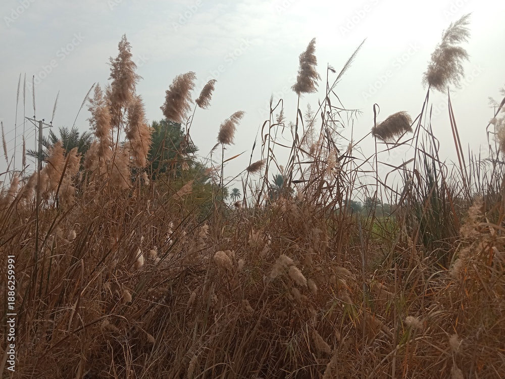 Obraz premium Phragmites australis flower head also known as common reed showing feathery brown inflorescence forming natural reed grass head pattern growing in wetland and riverbank habitat