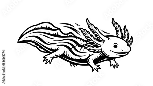 Detailed axolotl illustration in monochrome, perfect for educational materials and designs