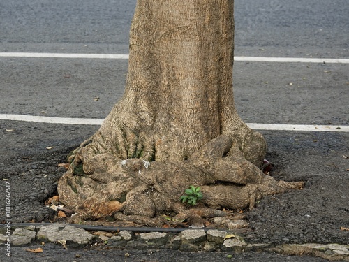 A large tree trunk with powerful roots breaking through the asphalt pavement of an urban street. Illustrating the struggle between nature and man-made infrastructure. ecology issues