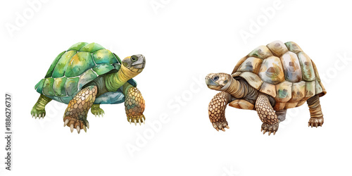 tortoise watercolor vector illustration