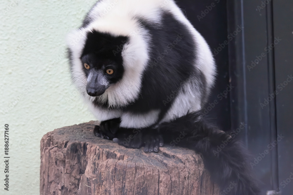 Fototapeta premium エリマキキツネザル