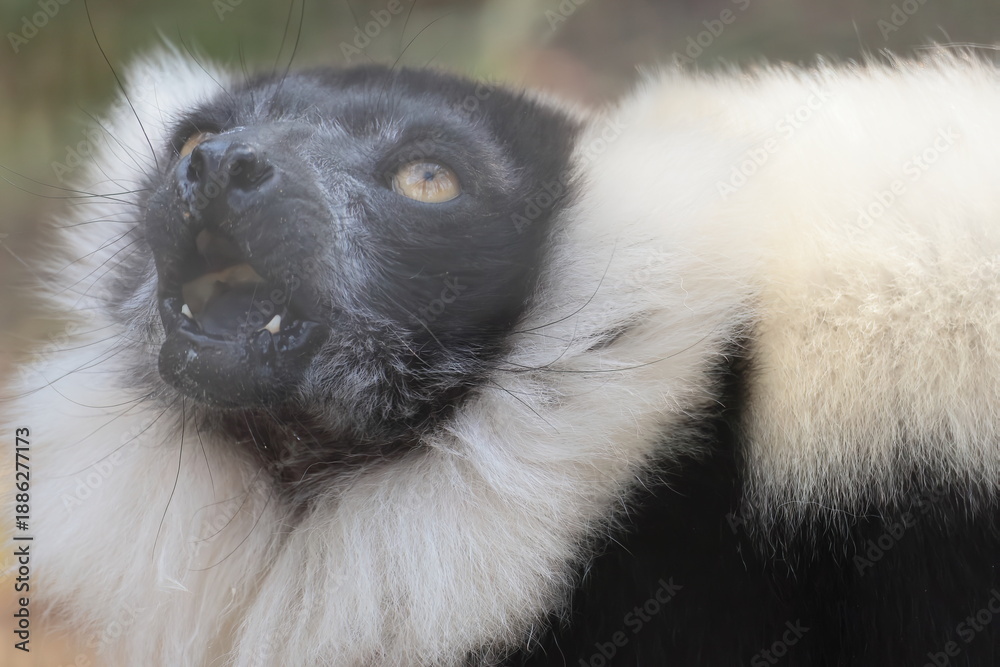 Fototapeta premium エリマキキツネザル