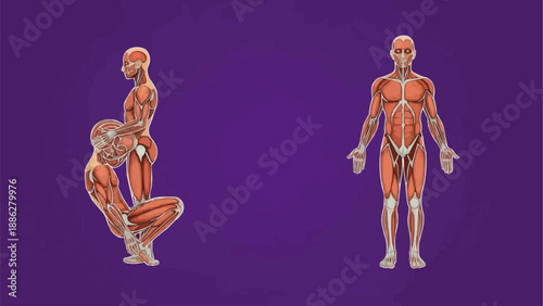 Human Anatomy Muscular System Two Poses.