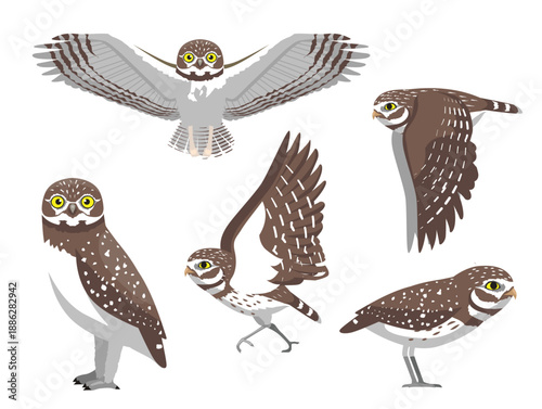 Burrowing Owl Bird Various Poses Cartoon Vector Character