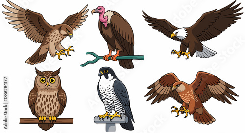 Set of vector illustrations depicting various birds of prey in flight and perched on branches and stands