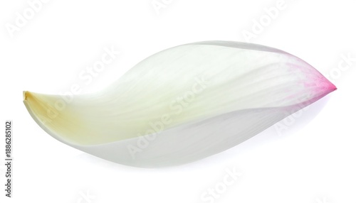 Single petal, pale with a blush of pink at the tip and a soft yellow base, on white