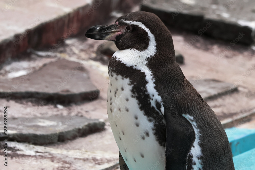 Obraz premium フンボルトペンギン