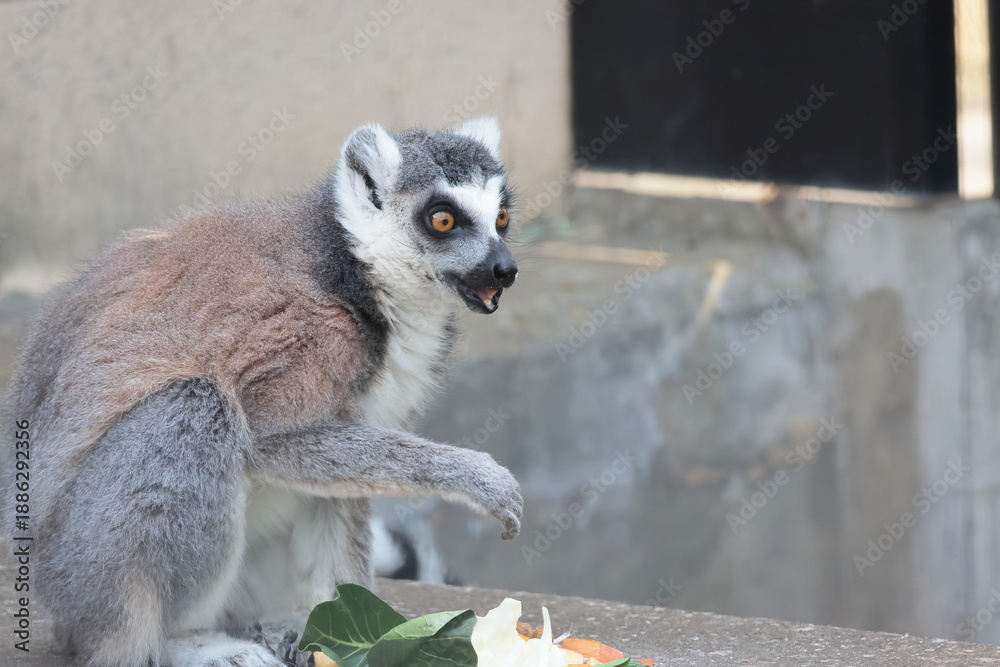 Fototapeta premium ワオキツネザル