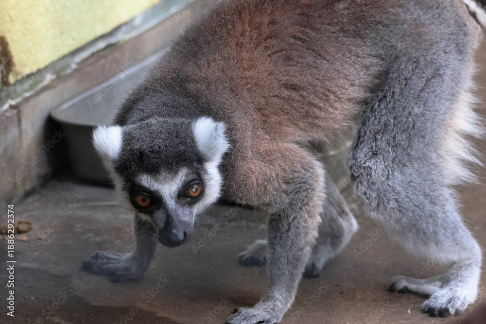 Fototapeta premium ワオキツネザル