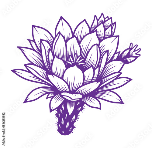 Purple cactus flower illustration with sharp spines and petals