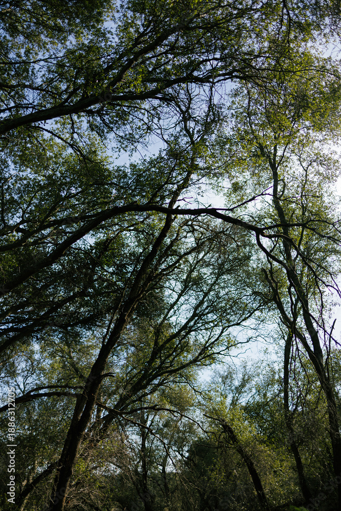 Fototapeta premium trees in the forest