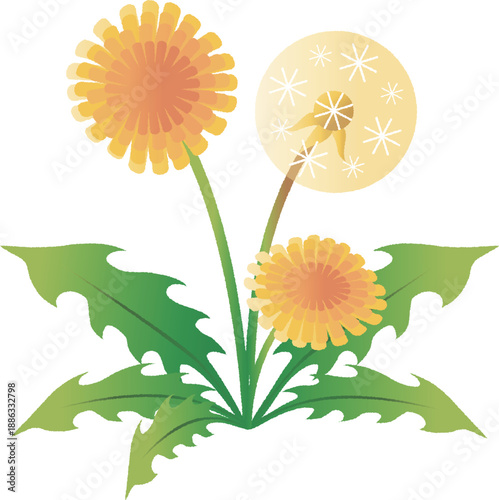 Dandelion Illustration. Bright Yellow Flowers and Fluffy Seed Head for Spring Plant Material