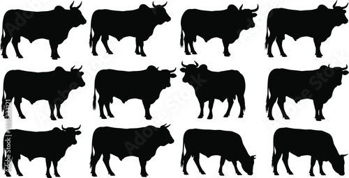 Black bull and cattle silhouette collection showing multiple poses of farm livestock isolated on white background vector illustration set